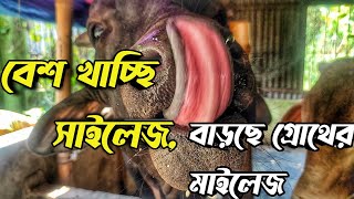 সাইলেজ কি পরিমাণ খাওয়াচ্ছি || #সাইলেজ গরু কেমন খায় || Purbasha Agro