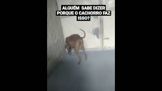 ALGUÉM SABE DIZER PORQUE O CACHORRO FAZ ISSO?