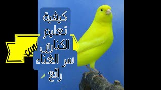 Chant du canari pour apprendre aux jeunes تغريد الكناري للتسميع روعة