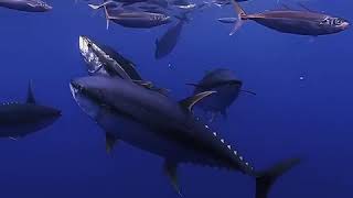 Cardume de grandes atuns filmagem espetacular giant tuna