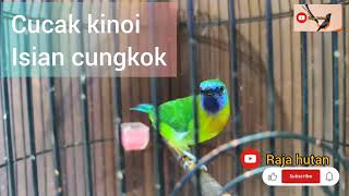 pancingan GACOR cucak kinoi #masterancucakkinoi #burungcucakkinoi #burungcucakkinoiisiancungkok