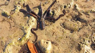 Port hedland Beach and it's ocean creatures, Australia.