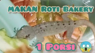 TERNYATA TOKEK PALING SUKA MAKAN INI.. #tokek #animal #reptiles