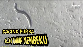 hewan purbakala bangkit kembali setelah sekian lama membeku