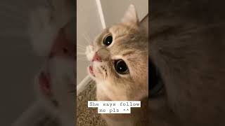 #shorts #shortvideo #youtubeshorts #viral #tiktok #catsoftiktok #cat #cats #catsofinstagram #whatsap