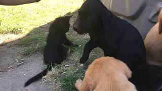 Puppies playing with kittens  -7 week old Goldadors