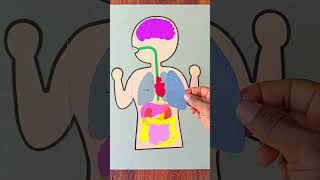 Lungs 🫁 working model/respiratory system Working model with balloon #diy #schoolproject #viralshort