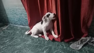 Dog ka pyaar Sabse saccha 🐶 || dog love|| lovely dog #dogs # video viral #dog lover#@PDRP806