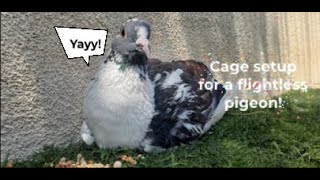 Cage setup for a flightless pigeon!