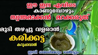 ഈ ഇല എവിടെ കണ്ടാലും ഓടിച്ചുഎടുത്തോ..നരച്ച മുടി കരിപോലെ വളരാൻ /edanayila hair dye