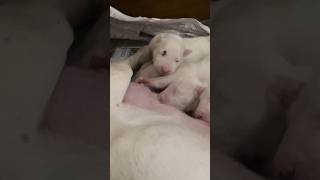 Beautiful Bull Terrier Puppies ❤️🔥❤️🔥 #AKC #BullTerrier #White #Spots #Pure #Breeder #Litter #STL