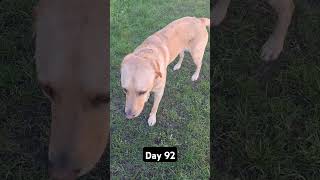 Day 92 until my dog gets 1k subscribers