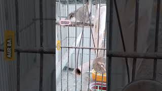 Paternal Uncle Cockatiel Entered in Box to See Nephew Chicks | A Beautiful Activity | @FLAME-U