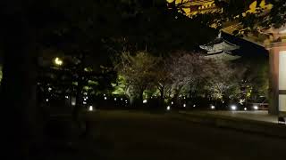 Toji Temple(night view)   kondo