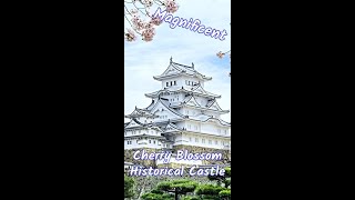 The Best Places to Watch Cherry Blossom in Himeji Castle,Hyogo #shorts