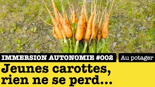 Immersion Autonomie : Comment valoriser les jeunes carottes après les avoir éclaircies ?