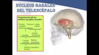 NUCLEOS BASALES GRUPO K2 PRIMERA PARTE