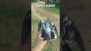 Burung Kapas Bungo #viral #reels #rurallife #burung