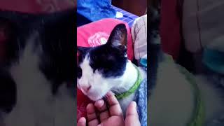 so cute cat 😍 #shorts #ytshorts #cat #cute #trending