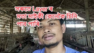 মতা কুকুৰা লেয়াৰ ফাৰ্মত দৰকাৰ হয় নাই কণী পাৰিবলৈ?