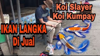 Pedagang ikan Koi slayer‼️koi ekor panjang, koi kumpay⁉️Hewan yg disukai mudah di rawat