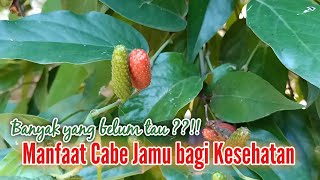 Cabe Jamu ||Kaya manfaat bagi Kesehatan tubuh ||Banyak yang belum tau ||