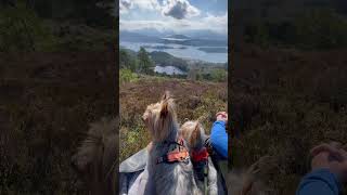 This is your sign to go hiking with your dogs! #visitnorway #pinoy #norway #mountain #hiking #nature