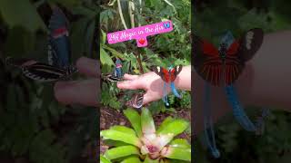 Butterfly Hello “Worth More Than Gold🦋💕” #shortvideo #shortsfeed #butterfly #shorts #love #wow