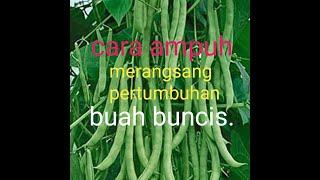 Tips#hanya dengan pupuk micin sayur buncis cepat berbuah