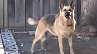 German Shepherd Barking Slo-Mo  - Sounds Like A Lion!!!