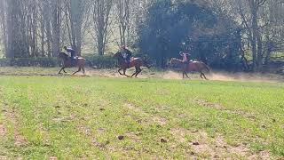 Flying Verse , Broken Quest and Hahadi working on the sand gallop at Eastnor.