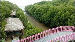 Keren banget...!! Hutan mangrove dari atas menara pandang. Wisata Mangrove Pandansari Brebes Part 9