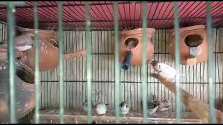 zebra finch setup #viral#finches