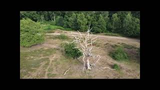 Hartlebury Common