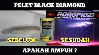 CHANA MARU YS PEMAKAIAN BLACK DIAMOND | PELET BLACK DIAMOND