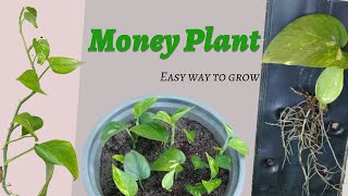 Best Way To Grow Money Plant l Easy Way To Grow Devil's ivy l Epipremnum Aureum