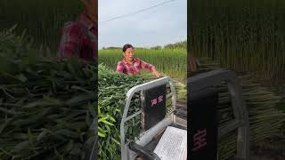 Summer willow harvesting season is really hard work #phoenixnestcoffins #willow  #craftswoman