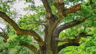 👑Le Roi de la forêt de Sénart s'est incliné 🌟