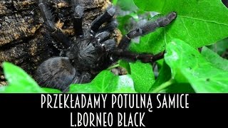 Przekładamy samice L.borneo black.Czarna jak szatan, łagodna jak baranek