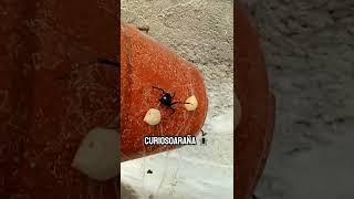 ¿Que pasa si te pica una Viuda Negra?🕷️#arañaspeligrosas