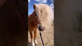 Long Hair Horses#new #horses #cute #shortvideo