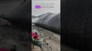 Heroic Rescue! Massive Whale Saved from Mud #shorts