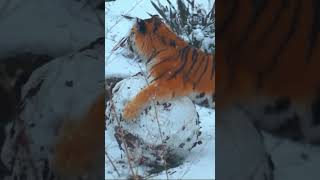 Snowman tiger