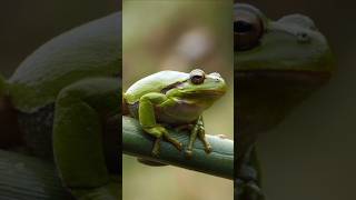 कैसे ठंड में Freeze होते हैं Wood Frogs| Amazing Survival Strategy🐸❄️ #shorts