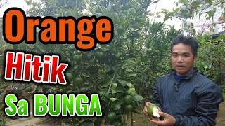 Orange na Hitik Sa Bunga