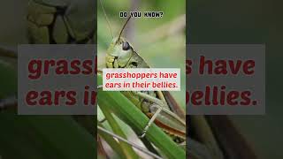 fact 33, grass hopper's ears