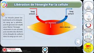 Libération de l’énergie Par la cellule