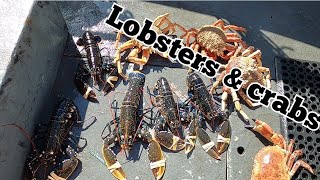 Lobster fishing around Guernsey channel islands #lobster