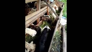 Ternak kambing Gibas, cianjuran, Garut dan wetan #shorts