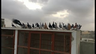 Pigeons of Naveed || Top Class Rangeen kabootar.